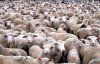 $sheep.jpg