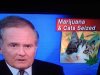 $marijuana_and_cats_seized.jpg