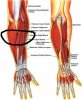 $forearm-anatomy.jpg