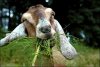 $grass-goat.jpg