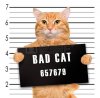 $40251684-bad-cat-.jpg