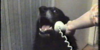 hello-yes-this-is-dog-500x250.png
