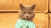 ImpoliteSinfulBuzzard.gif