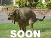 $dog-pooping.jpg