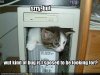 $funny-pictures-kitten-looks-for-bugs-in-your-computer.jpg