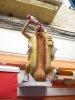$ischiaDog_6170.jpg