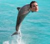 $dolphin.jpg