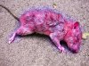 $dead-rat.jpg