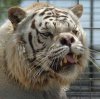 $deformed-white-tiger.jpg